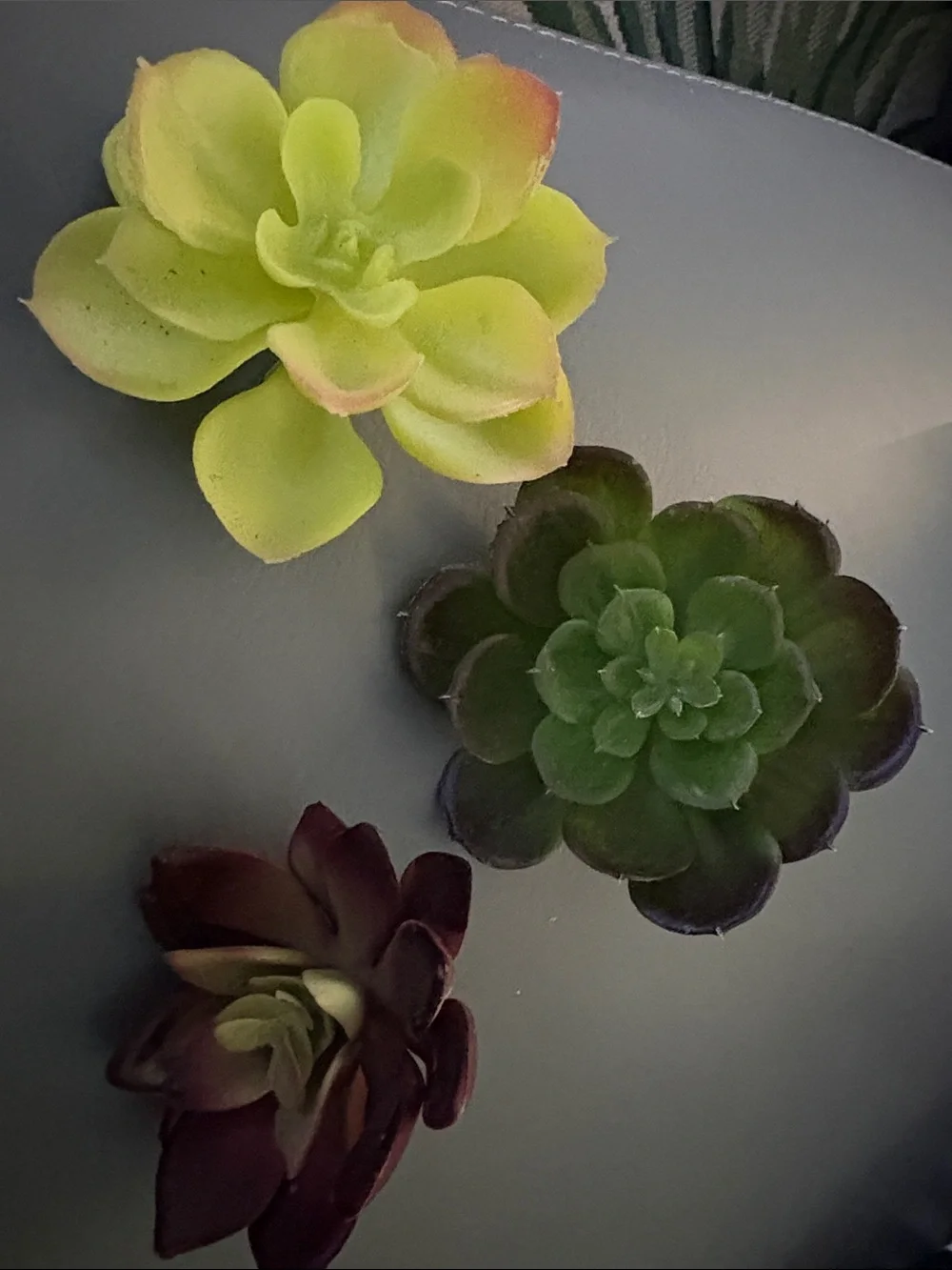 Artificial Succulent Trio - Green, Lime & Burgundy Home Accent clip